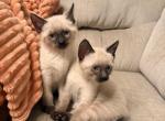 Usopp and Zoro - Siamese Kitten For Sale - 