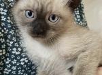 Siamese kitten - Siamese Kitten For Sale - Enfield&comma; CT&comma; US