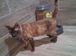 Roxy - Bengal Cat For Sale - Tallahassee&comma; FL&comma; US