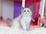 R122 - Ragdoll Kitten For Sale - Los Angeles&comma; CA&comma; US
