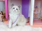 R122 - Ragdoll Kitten For Sale - Los Angeles&comma; CA&comma; US