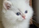 Flkitten1 3 white - British Shorthair Kitten For Sale - Parkland&comma; FL&comma; US