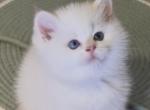 Flkitten1 3 white - British Shorthair Kitten For Sale - Parkland&comma; FL&comma; US