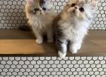 Persian girls tri color - Persian Kitten For Sale - Las Vegas&comma; NV&comma; US