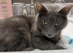 Smokey - Russian Blue Cat For Adoption - Monticello&comma; WI&comma; US