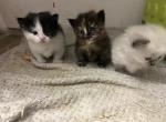 Phantom - Munchkin Kitten For Sale - West Palm Beach&comma; FL&comma; US