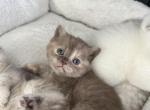 Hershey - Scottish Straight Kitten For Sale - Jacksonville&comma; FL&comma; US
