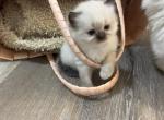 Early Summer - Ragdoll Kitten For Sale - Ocala&comma; FL&comma; US