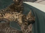 Seay Savannahs - Savannah Kitten For Sale - Saluda&comma; NC&comma; US