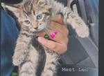 Cute male kitten - American Shorthair Kitten For Sale - Dearborn Heights&comma; MI&comma; US