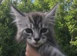 Fern - Maine Coon Kitten For Sale - Rainier&comma; OR&comma; US