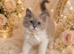 PENDING Timeless In Ivory Female - Ragdoll Kitten For Sale - PA&comma; US