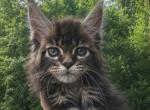 Reed - Maine Coon Kitten For Sale - Rainier&comma; OR&comma; US
