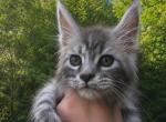 Spruce - Maine Coon Kitten For Sale - Rainier&comma; OR&comma; US