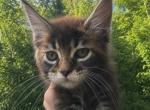 Marigold - Maine Coon Kitten For Sale - Rainier&comma; OR&comma; US