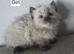 Siamese babies - Siamese Cat For Sale - Cheney&comma; WA&comma; US
