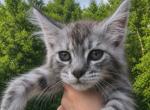 Hawthorn - Maine Coon Kitten For Sale - Rainier&comma; OR&comma; US