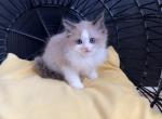 MJ Bicolor Mink Seal Ragdoll - Ragdoll Kitten For Sale - 