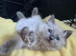 Ni'ihau Bluepoint Mink Ragdoll Male - Ragdoll Kitten For Sale - 