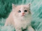 Lio male ragdoll - Ragdoll Kitten For Sale - WA&comma; US