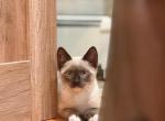 Siamese kitty - Siamese Kitten For Sale - Suffield&comma; CT&comma; US