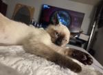 Plush - Domestic Kitten For Sale - Queens&comma; NY&comma; US