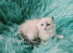 Rocky male ragdoll - Ragdoll Kitten For Sale - WA&comma; US