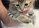 Savannah Lynx Mix - Savannah Kitten For Sale - CA&comma; US
