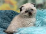 Portland Izzy Scottish Fold Kitten - Scottish Fold Kitten For Sale - Portland&comma; OR&comma; US