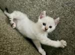Savannah Lynx Kitten - Savannah Kitten For Sale - CA&comma; US