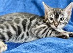 Kramer - Domestic Kitten For Sale - ATL&comma; GA&comma; US