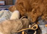 Princess - Ragdoll Kitten For Sale - 