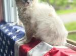 Blue Mitted Ragdoll - Ragdoll Kitten For Sale - PA&comma; US