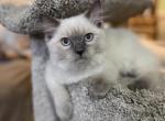 Princess - Ragdoll Kitten For Sale - 
