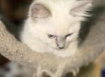 Nova - Ragdoll Kitten For Sale - 