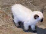 Nova - Ragdoll Kitten For Sale - 