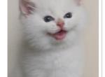 Flkitten1 3 white - British Shorthair Kitten For Sale - Parkland&comma; FL&comma; US