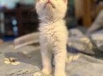 Emily - Ragdoll Kitten For Sale - Glendale&comma; AZ&comma; US