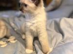 Emily - Ragdoll Kitten For Sale - 