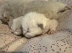 Maple - Ragdoll Kitten For Sale - 