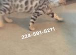 BENGAL KITTEN  CHARCOAL MALE - Bengal Kitten For Sale - Hoffman Est&comma; IL&comma; US