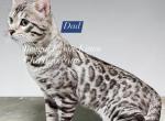 Bengal Kitten Silver Male - Bengal Kitten For Sale - 