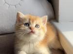 Goldie - British Shorthair Kitten For Sale - Wheeling&comma; IL&comma; US