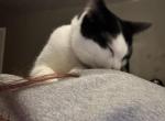 Tiny - American Shorthair Cat For Adoption - Belleville&comma; IL&comma; US
