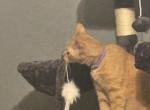 Tav - American Shorthair Cat For Adoption - 
