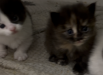 Tortie - Munchkin Kitten For Sale - 