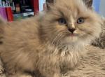 Reigns litter Milwaukee - Ragdoll Kitten For Sale - Milwaukee&comma; WI&comma; US