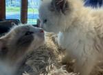 Danis litter  Milwaukee - Ragdoll Kitten For Sale - Milwaukee&comma; WI&comma; US