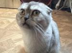 Cloudy - Scottish Fold Kitten For Sale - Astoria&comma; NY&comma; US