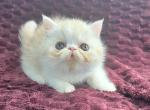 CAMEO AND WHITE EXOTIC SHORTHAIR BOY LIGHTER - Exotic Kitten For Sale - PA&comma; US